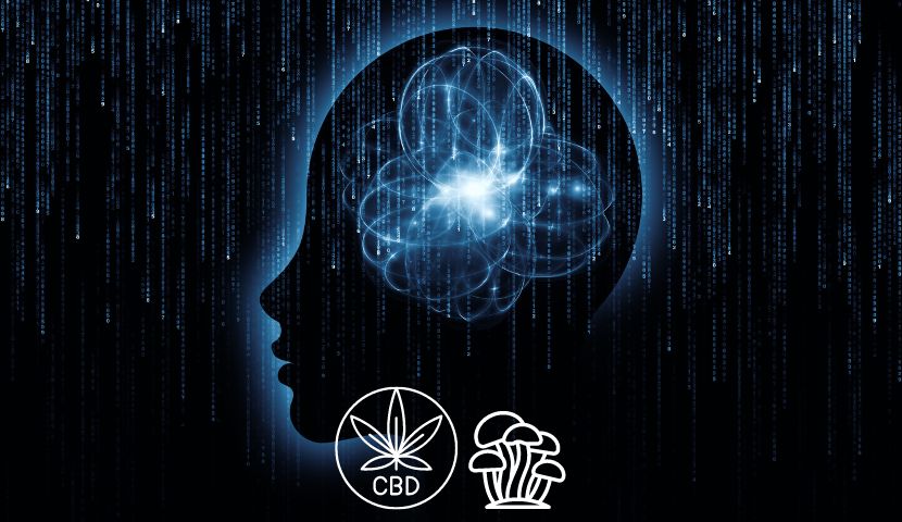 Funkční houby a synergie s CBD