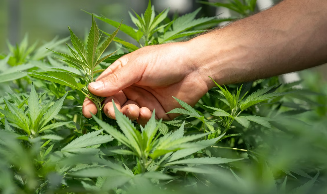 cbd, cbg, cbn rozdíl