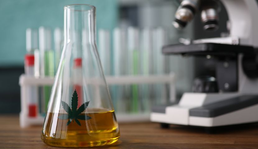 výzkum kanabinoidů